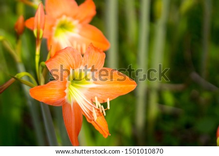 close up photo of an amaryllis flower