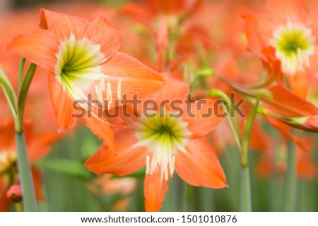 close up photo of an amaryllis flower