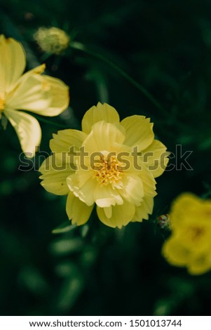 Flowers on dark background. Close up.  Yellow flowers and green leaf. Template for design of wedding invitations, holiday greetings, business card, decoration packaging