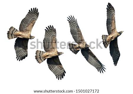 Set of oriental honey buzzards flying isolated on white background Royalty-Free Stock Photo #1501027172
