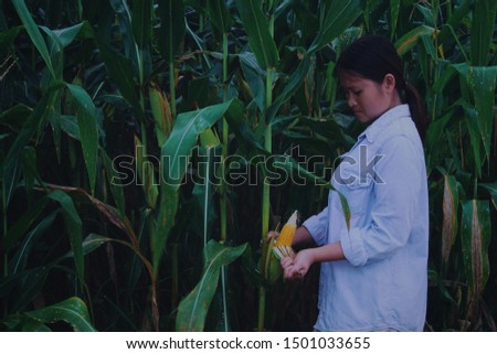 Farmers go to inspect the corn fields. Picture in dark green tones
