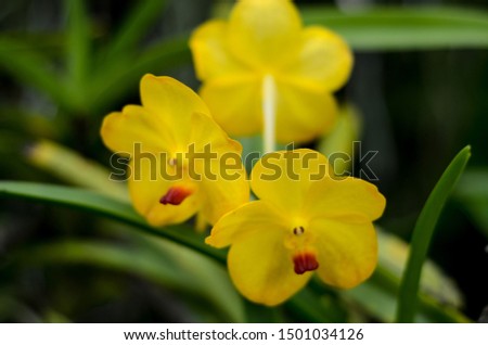 Yellow Beautiful Orchid Fiowers Blooming