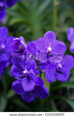 Purple Beautiful Orchid Flowers Blooming