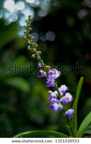 Purple Orchid Flowers Bloom In Garden