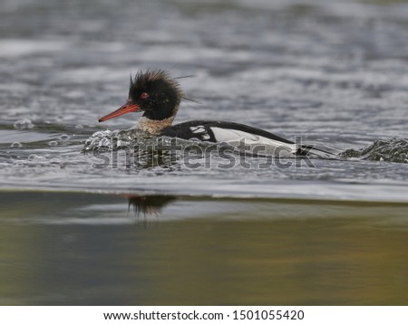 red-breasted merganser swimming in a lake