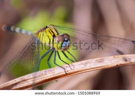 a green dragonfly, Depth of field shot focused on the eye, Macro Photograph.