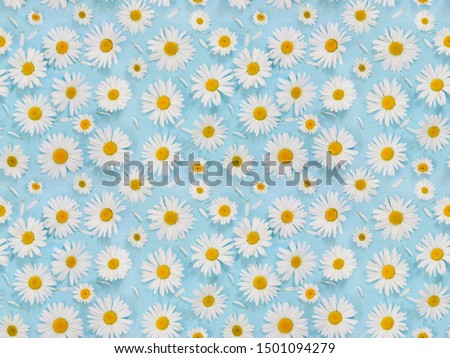 Seamless pattern with chamomile flowers on light blue background. Flat lay composition. Top view.