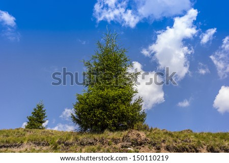 Lonely tree on the hilltop-Transylvania