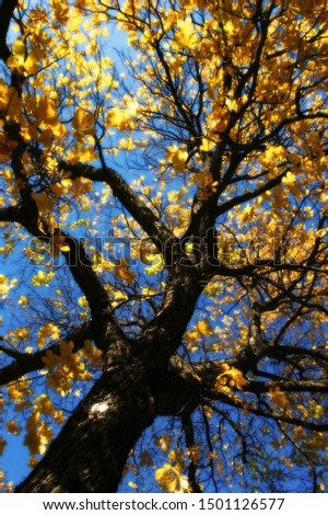 Autumn tree with yellow leaves under angled scene