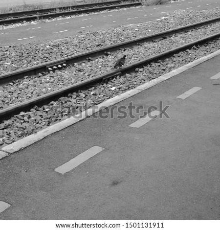 The Bird walking on railway in black and white image.