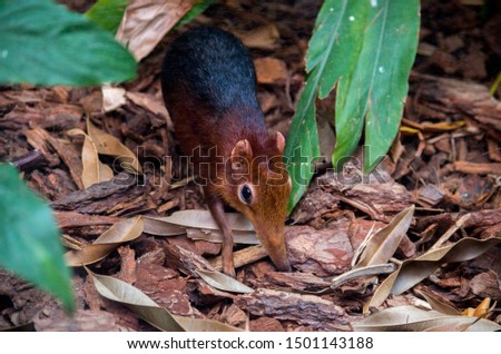 The black and rufous elephant shrew, (Rhynchocyon petersi) the black and rufous sengi, or the Zanj elephant shrew is one of the 17 species of elephant shrew found only in Africa. Royalty-Free Stock Photo #1501143188