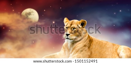 African lioness and moon night in Africa. Savannah wildlife landscape banner. Proud dreaming fantasy lion in savanna resting and looking forward. Spectacular dramatic starry cloudy sky and stars. 