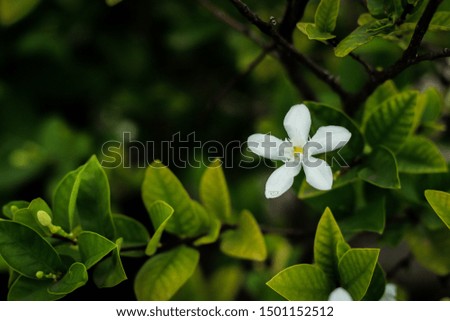 Close up photo of flowers, White flowers for mobile wallpaper,Flowers are blooming in monsoon