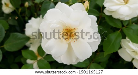 Closeup of a white musk rose Royalty-Free Stock Photo #1501165127