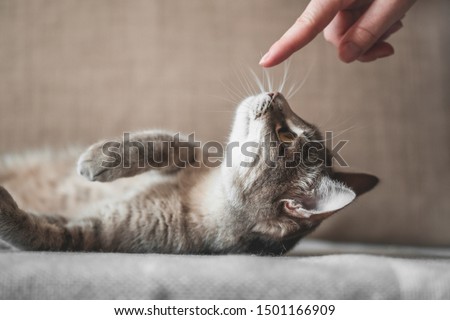 gray striped cat with womans hand on a brown background. Pet and people