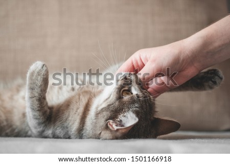 Cute gray cat playing with human hand while lying on sofa. Pet and people