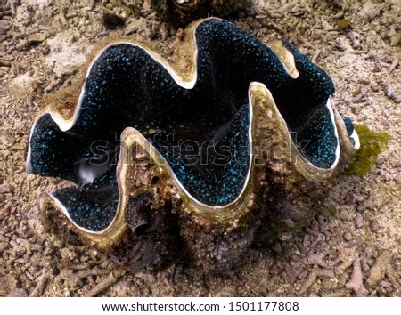 Close up of a blue giant clam