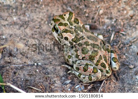 Bufotes viridis (European Green Toad, Green Toad)