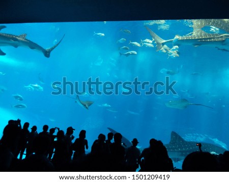 Okinawa Churaumi Aquarium is one of the most popular destinations, Japan.