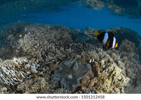 Anemone fish surveys for predators above it's anemone on coral reef
