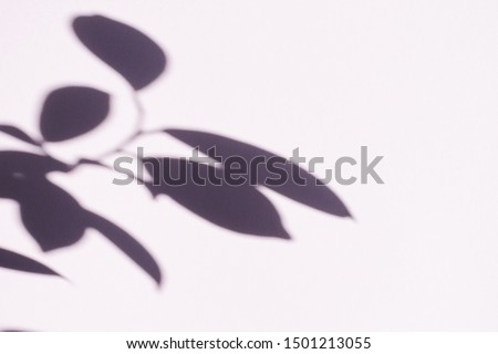 Tree leaves shadow on wall background, Abstract Background Cement Wall Shadow Light Concept, shadow effects