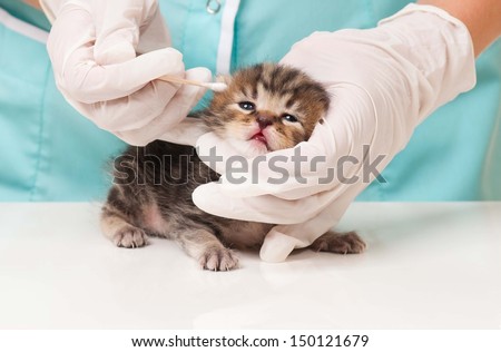 The veterinarian cleans ears to a small kitten close-up 