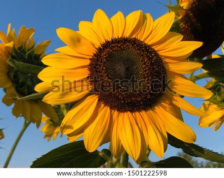Marvelous ornamental sunflowers in a private Slavonian garden - Drskovci, Croatia (Kroatien / Croazia / Hrvatska)