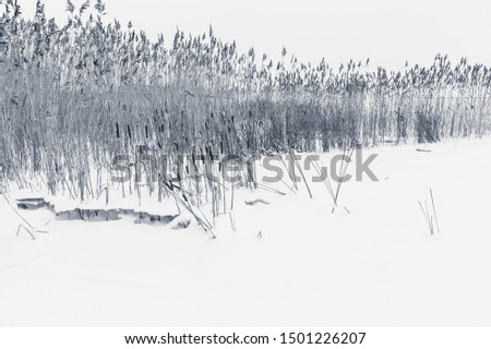 Winter landscape with dry coastal reed in white snow, monochrome toned natural background photo