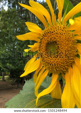 Sun flowers stock photo in the field