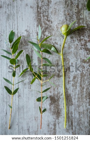 
Fresh beautiful greens for making a bouquet on a gray background. A sound clip for a bouquet, elements of a beautiful floral arrangement. Beautiful screen saver or background for a florist