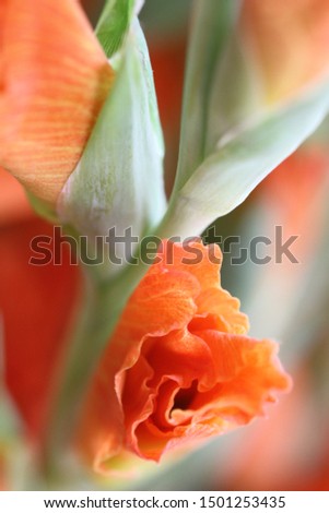 orange flower closeup. the flowers haven't bloomed perfectly yet. macro photography.