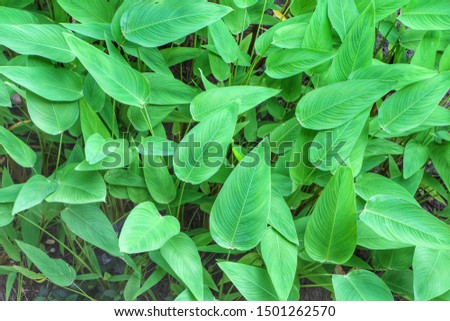 Beautiful nature green leaves for background.