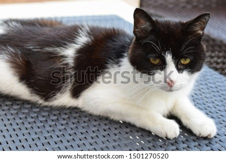 A European domestic cat, tuxedo cat with black and white fur, lying on a patio table, watching attentively