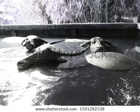 three buffaloes are swimming together in black and white picture