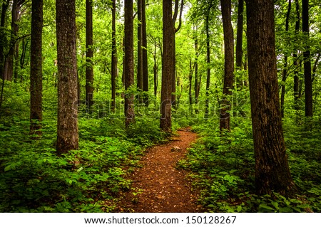 Trail through tall trees in a lush forest, Shenandoah National Park, Virginia. Royalty-Free Stock Photo #150128267