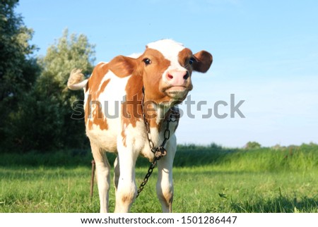 small brown and white cow
with beautiful eyes grazes on a green meadow, the theme of domestic farm animals
 Royalty-Free Stock Photo #1501286447