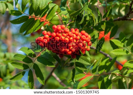 Rowan branches with bunches of red ripe berries. Close-up on a background of green leaves on a sunny day