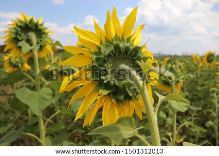 yellow sunflowers in summer, blue sky and bees