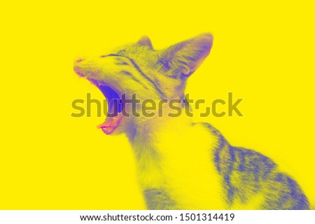 Yawning kitty in neon colors close up, sleepy cat, funny cat in domestic background, cat with open mouth, animal background, pets and animals, blurred.