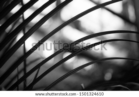 black and white image-abstraction-plant leaves