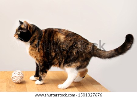 beautiful adult domestic cat with smart eyes, black, brown and white color, close-up, copy space