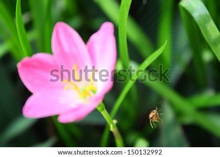tiny spider and its spidery near pink zephyranthes lily flower (rain lily ,fairy lily). (by normal zoom lens)