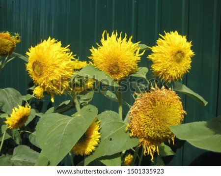 beautiful flowering garden plant decorative sunflower