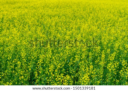 Brassica napus. A yellow field of actively blooming rapeseed as a background. Agrarian culture as a background.