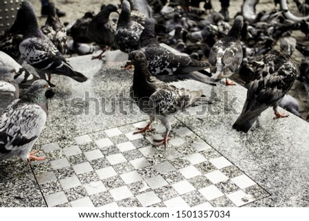 Pigeons in urban street, free birds, animals, landscape