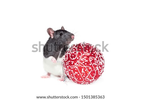 Rat with Christmas ball on isolated white background
