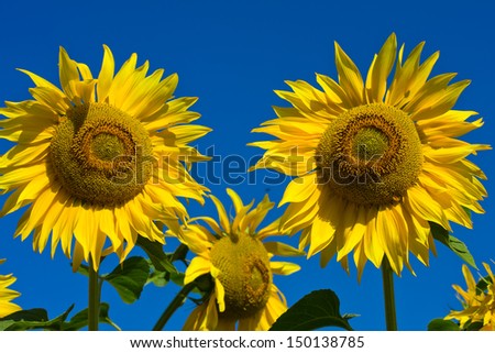 Sunflower field over blue sky in Ukraine
