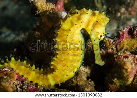 Beautiful Thorny Seahorse on a Coral Reef at Richelieu Rock, Thailand Royalty-Free Stock Photo #1501390082