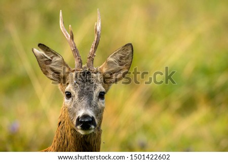 Roe deer (Capreolus capreolus) on the meadow.