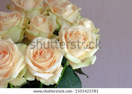 White roses close up beautiful picture